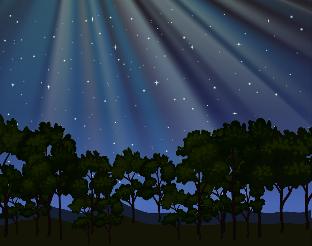 Forest Night Landscape